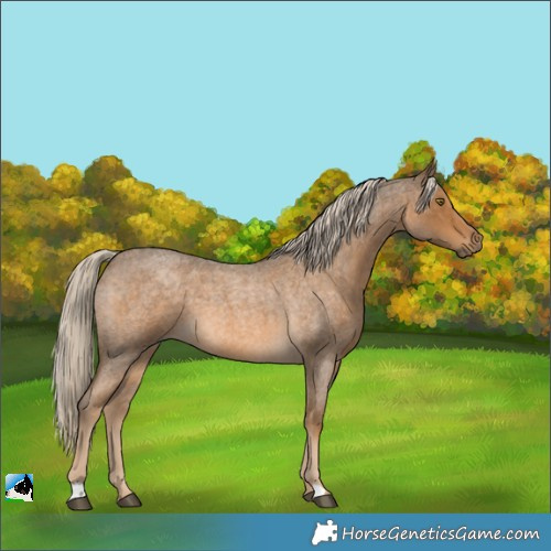 Horse Color:Chocolate Palomino Roan 
