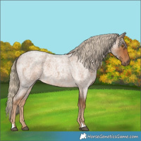 Horse Color:Chocolate Palomino Roan