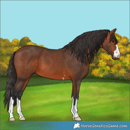 Horse Color:Bay 