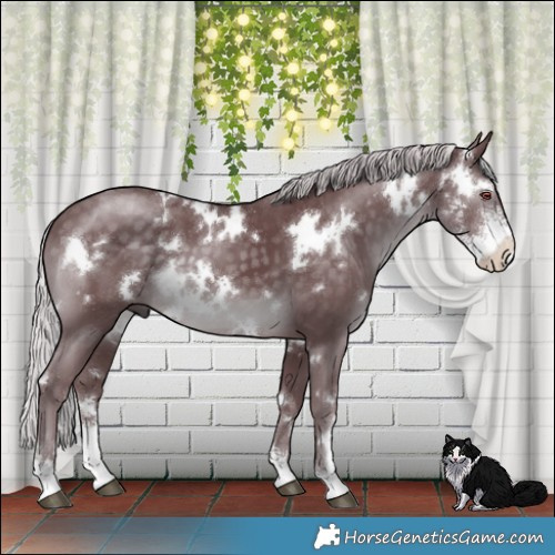 Horse Color:White Spotted Chocolate Silver Black Chinchilla Sabino 