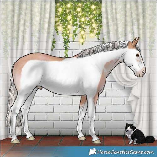Horse Color:Silver Classic Champagne Sabino Frame Rabicano 
