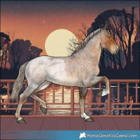 Horse Color:Chocolate Palomino Roan 