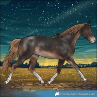 Horse Color:Liver Chestnut Rabicano 