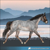 Horse Color:Liver Red Roan