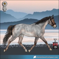 Horse Color:Liver Red Roan 