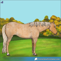 Horse Color:Palomino Roan