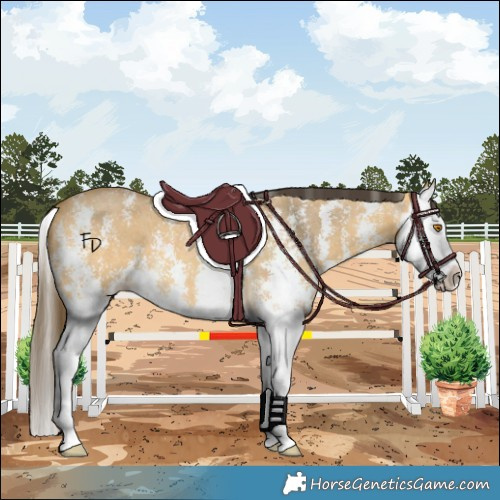 Horse Color:Buckskin Dun Sabino Splash 