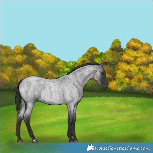 Horse Color:Smoky Blue Roan 