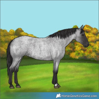Horse Color:Smoky Blue Roan