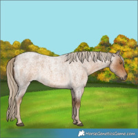 Horse Color:Chocolate Palomino Roan 