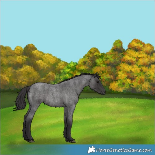 Horse Color:Smoky Blue Roan 