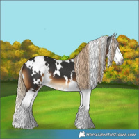 Horse Color:Gray White Spotted Chocolate Palomino Splash 