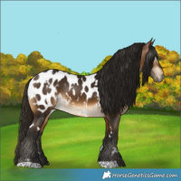 Horse Color:Gray White Spotted Buckskin Blanket