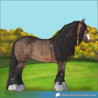 Horse Color:Bay Dun Rabicano Brindle 