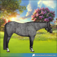 Horse Color:Smoky Blue Roan 