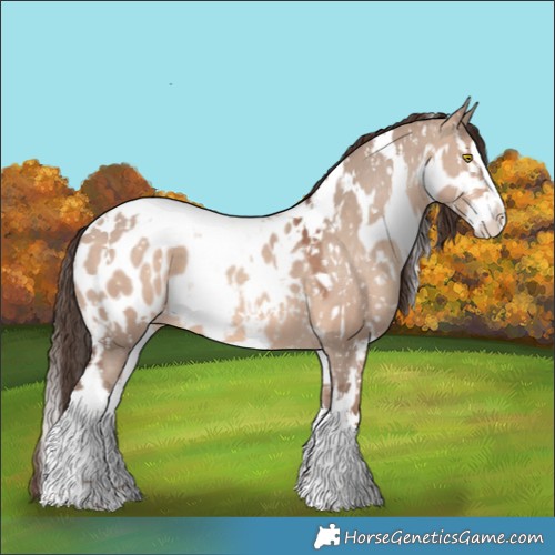 Horse Color:Sable Champagne Roan Dun Splash Appaloosa and White Spotted Sable Champagne Dun Splash Appaloosa