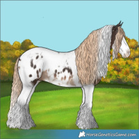 Horse Color:Liver Chestnut Splash Tobiano Near Leopard 