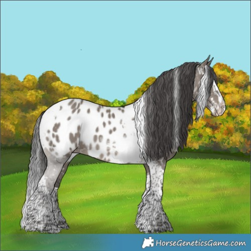 Horse Color:Grullo Splash Tobiano Appaloosa 