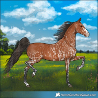Horse Color:White Spotted Bay Splash  and Bay Splash 