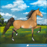 Horse Color:Buckskin 