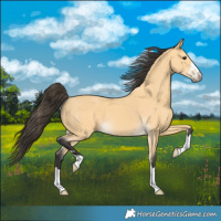 Horse Color:Buckskin 
