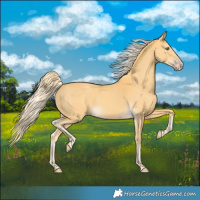 Horse Color:Gold Cream Champagne 