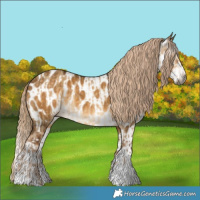 Horse Color:Gray Chocolate Palomino Dun Appaloosa Brindle  and Gray Chocolate Palomino Dun Splash Appaloosa 