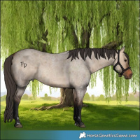 Horse Color:Bay Roan Dun  and Bay Roan Dun Rabicano 