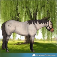 Horse Color:Bay Roan Dun and Bay Roan Dun Rabicano