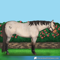 Horse Color:Bay Roan Dun  and Bay Roan Dun Rabicano 