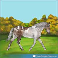 Horse Color:White Spotted Silver Brown Dun Tobiano Brindle