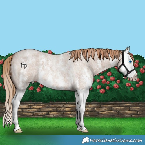 Horse Color:Red Dun Roan Sabino Splash 