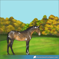 Horse Color:White Spotted Buckskin 