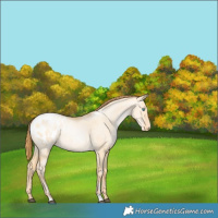 Horse Color:Buckskin Pearl Dun Appaloosa Rabicano 