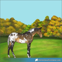 Horse Color:White Spotted Silver Buckskin Appaloosa 