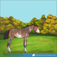 Horse Color:Bay Sabino 