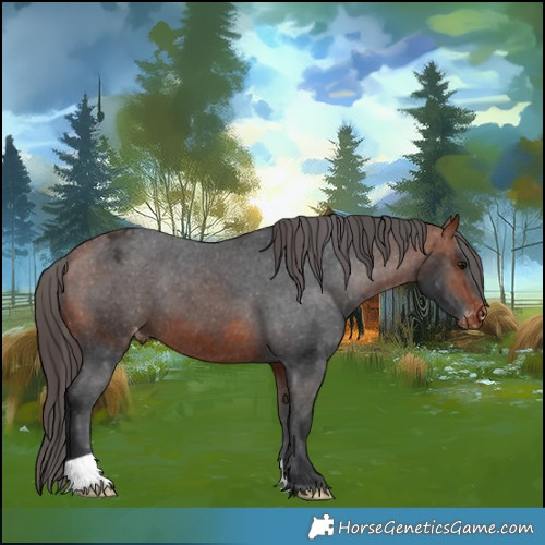 Horse Color:Bay Appaloosa 
