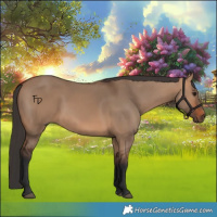 Horse Color:Bay Dun 