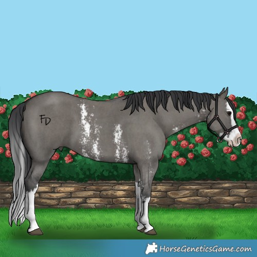 Horse Color:Grullo Sabino Splash 