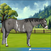 Horse Color:Grullo Sabino Splash 