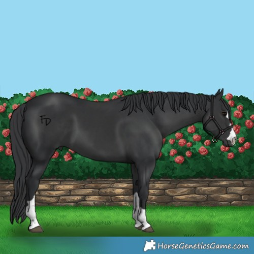 Horse Color:Black 