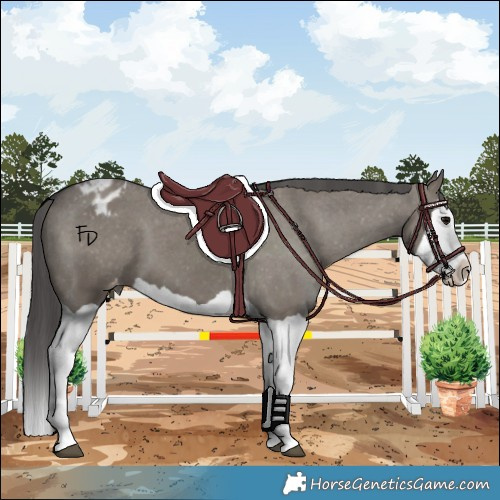 Horse Color:Grullo Splash Appaloosa 