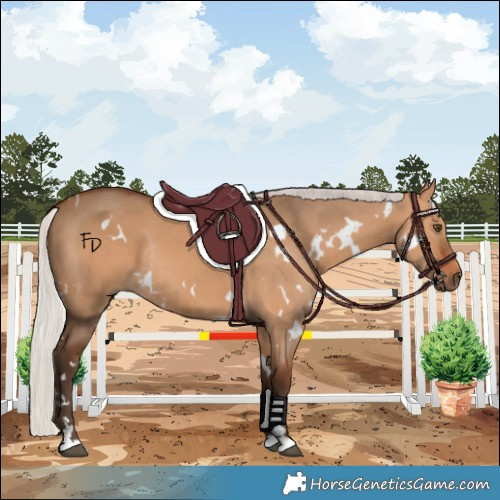 Horse Color:White Spotted Silver Bay Dun Rabicano 