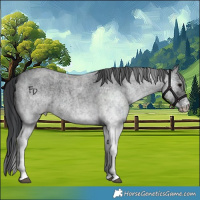 Horse Color:White Spotted Blue Roan 