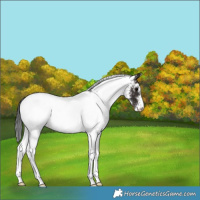 Horse Color:White Spotted Brown Appaloosa 