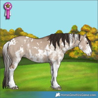 Horse Color:White Spotted Liver Red Dun 