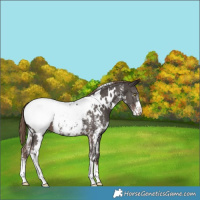 Horse Color:White Spotted Liver Chestnut Sabino Appaloosa Rabicano 