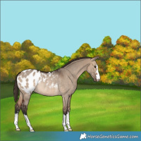 Horse Color:Brown Dun Appaloosa Rabicano 