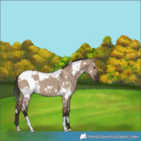 Horse Color:White Spotted Liver Red Dun 