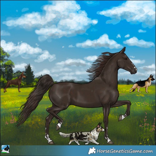 Horse Color:Liver Chestnut  and Liver Chestnut 